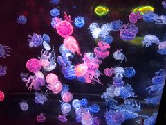 -烟台海昌鲸鲨海洋公园