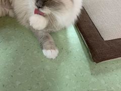 -猫和宫(六道口店)