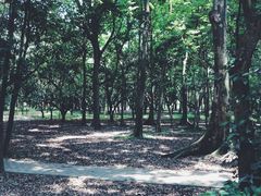 -南宁良凤江国家森林公园