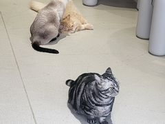 -藏猫猫咖啡主题馆(中央大道店)