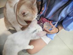 -Heymao猫咖.咖啡厅(东门店)
