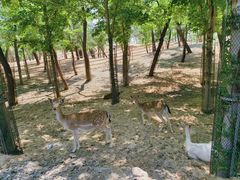 -秦皇岛野生动物园