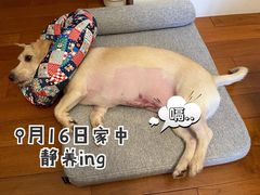 -佩兹宠物医院肿瘤专科·眼科·牙科(黄浦店)