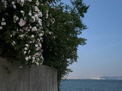 -贡湖湾湿地公园