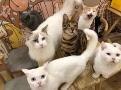 -Let's go狗咖·猫咖·奶狗·桌游(春熙路IFS店)