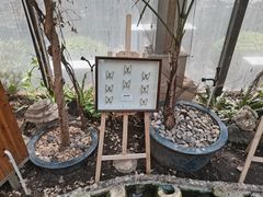 -上海大自然野生昆虫馆(东方明珠·爬宠昆虫探索中心)