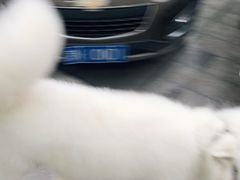 -宠福鑫康馨动物医院·骨科·眼科