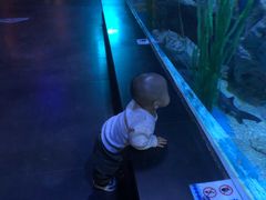 -锦艺城海洋馆