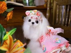 -萌宠之家·腊肠犬·马尔泰·小体犬舍
