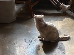 -咖法森林·咖啡  酒吧(天河店)