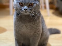 -喵呜公社猫咖