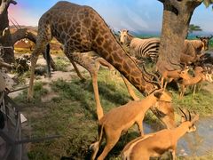 -国家自然博物馆