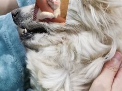 -美联众合动物医院·24h转诊中心