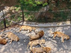 -大连森林动物园