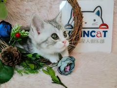 -十年猫舍·猫咪专门店(普陀店)