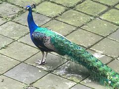 -都江堰普照寺