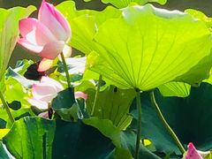 -上海滨江森林公园