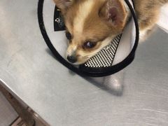 -瑞派福兴宠物医院犬猫全科·骨科·中西医结合(河东店)