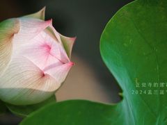 -正觉寺
