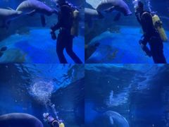 -烟台海昌鲸鲨海洋公园