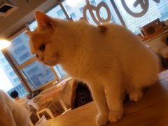 -Cappucimeow猫咪咖啡馆(韦伯时代店)