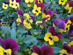 -上海不夜城广场(上海不夜城金融大厦店)