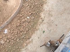 -石家庄市动物园