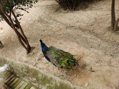 -泉州海丝野生动物世界