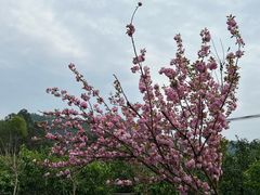 -樱桃山旅游景区