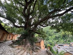 -杨家堂村
