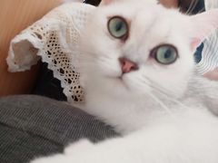-MOYOYO猫咪咖啡店