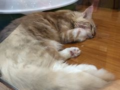 -龟与熊猫宠物公园(南坪店)