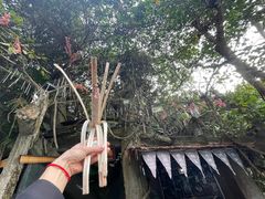 -西双版纳原始森林公园