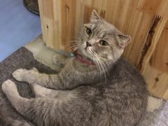 -猫色咖啡·猫咖