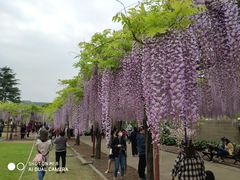 -嘉定紫藤园