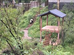 -中国大熊猫保护研究中心雅安碧峰峡基地