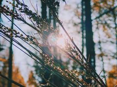 -塞罕坝国家级自然保护区