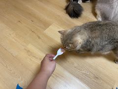 -Meowの猫咖(万家丽店)