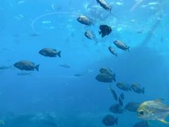 -瑞德姆美人鱼海底演艺主题餐厅(亚龙湾店)