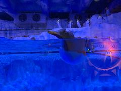 -芜湖新华联大白鲸海洋公园