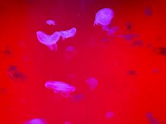 -沈阳海洋探索中心