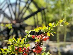 -万源龙顺度假庄园生态观光园