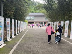 -都江堰中华大熊猫苑
