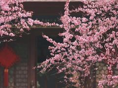 -青羊宫