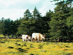 -芦芽山旅游度假区