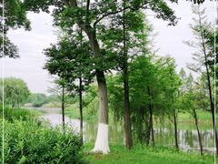 -贡湖湾湿地公园