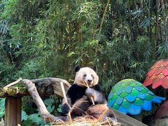 -广州长隆野生动物世界