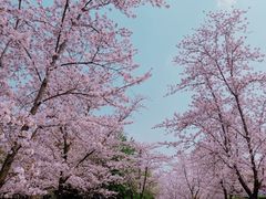 -顾村公园