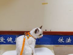 -艾贝尔宠物医院·狂犬免疫点(江山金象城店)