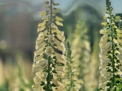 -松山湖梦幻百花洲